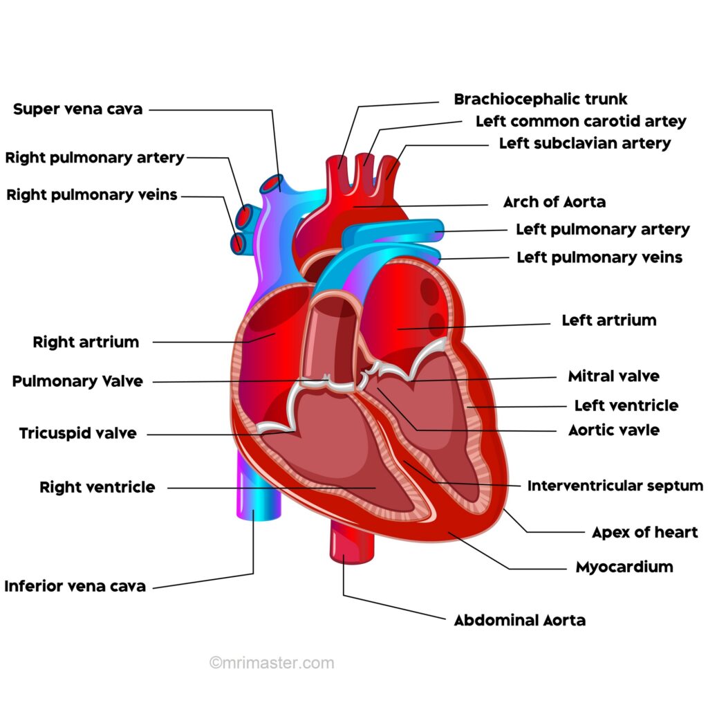 The Heart: Location, Layers & Chambers - Video & Lesson Transcript