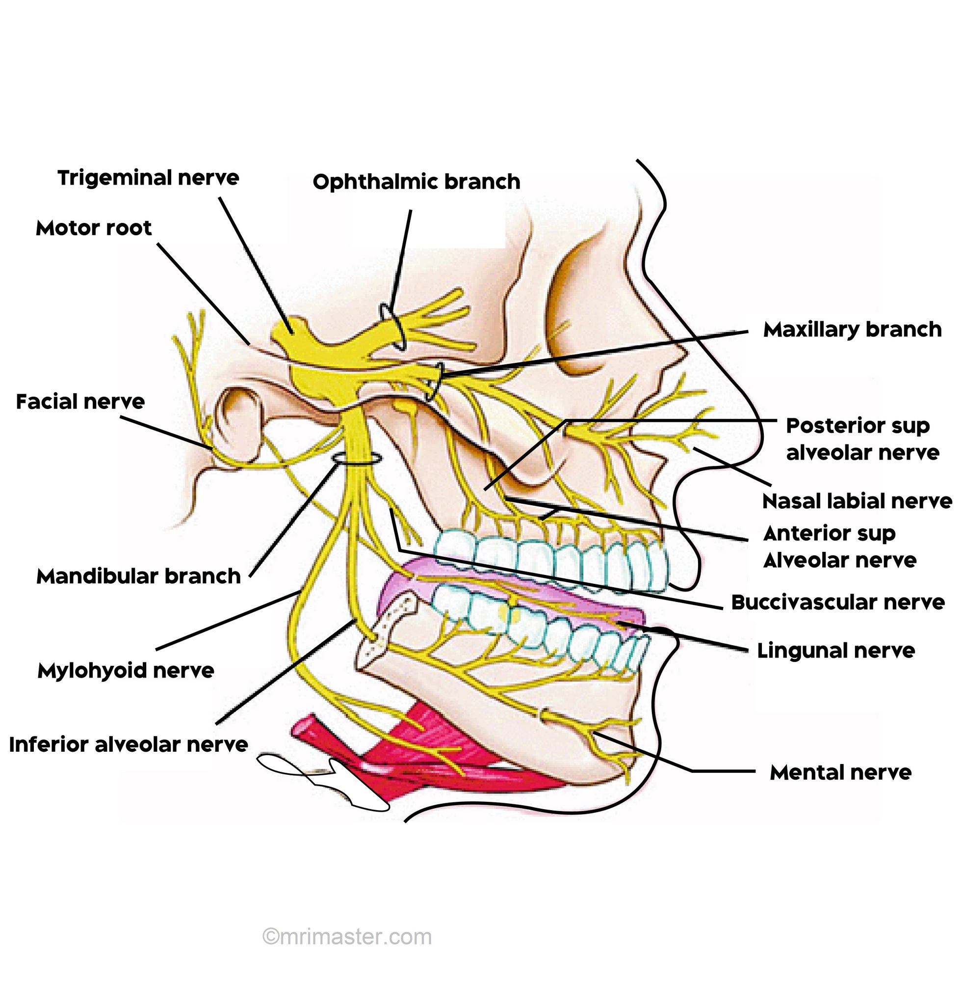 Mandibular Nerve Diagram