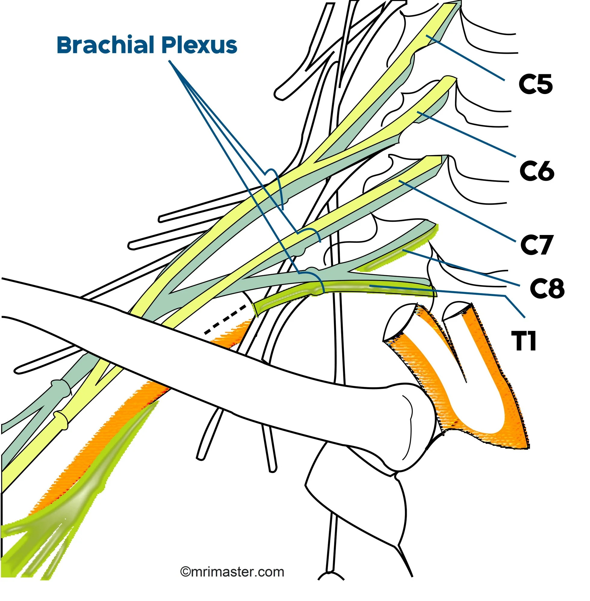 Brachial Plexus MRI Protocols Planning And Indications 53 OFF