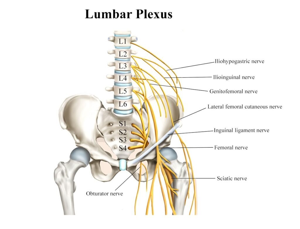 Lumbar Plexus Images At Mitchell Leadbeater Blog Lumbar Plexus Images At Mitchell Leadbeater Blog