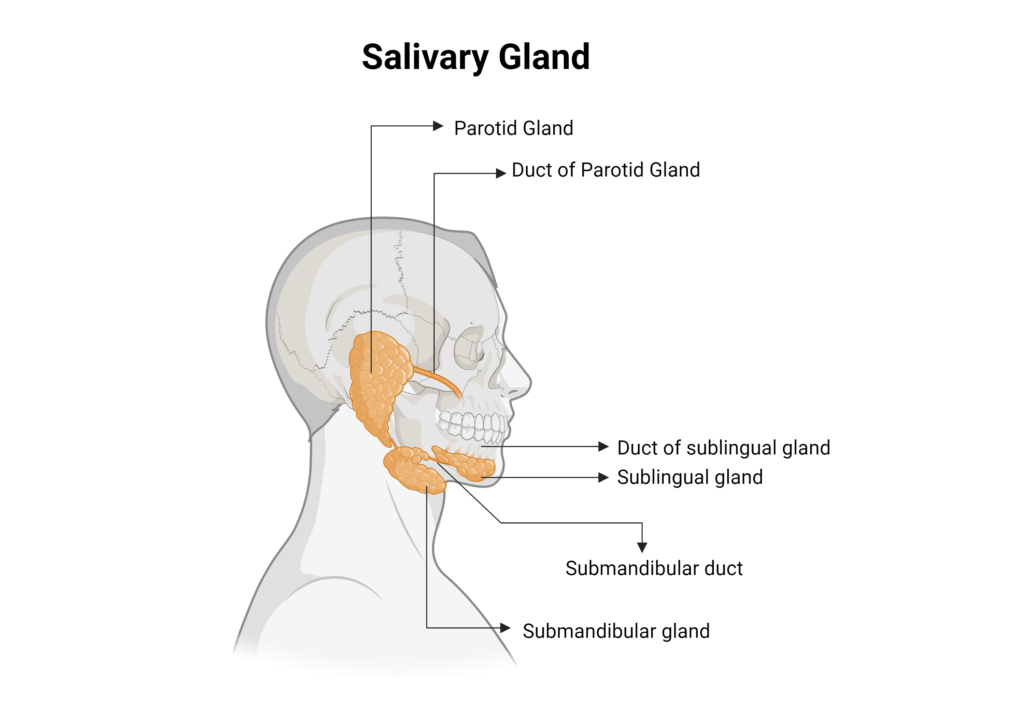 Salivary Glands 3d anatomy