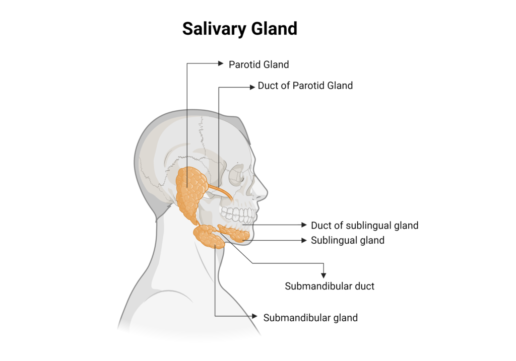 Parotid Gland Duct