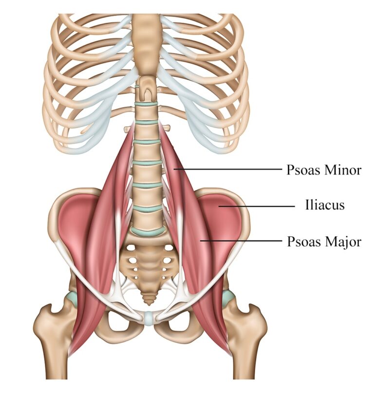 Psoas Muscle Mri Planning Psoas Muscle Mri Protocols And Indications