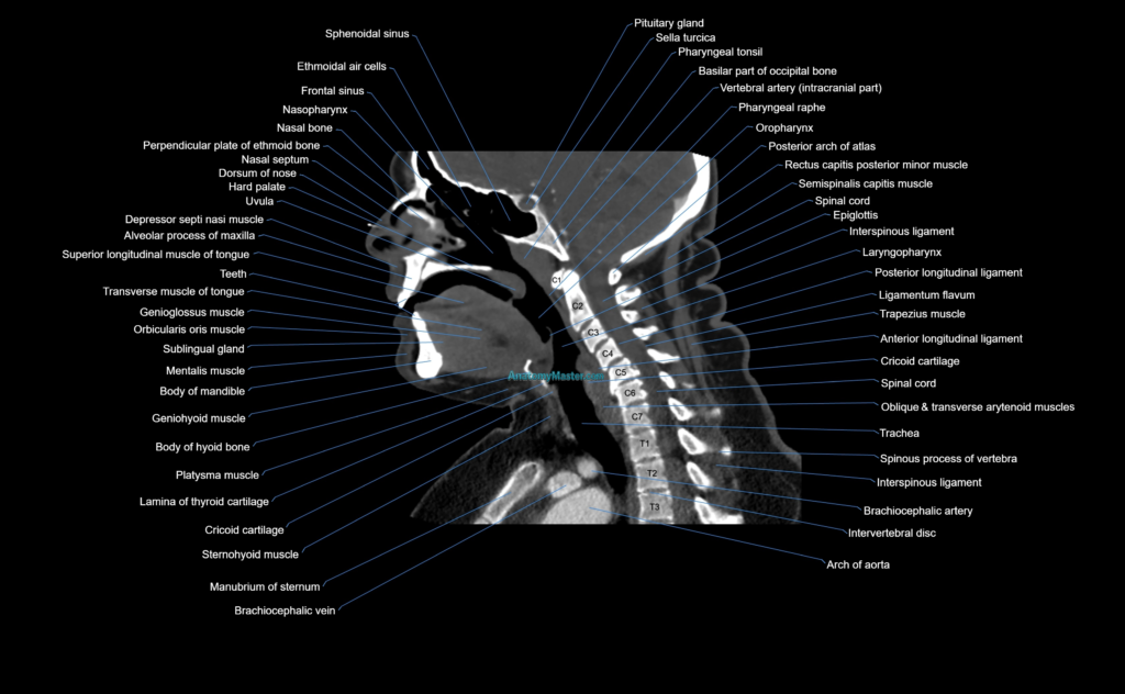 Neck CT sagittal cross sectional anatomy 3D radiology image