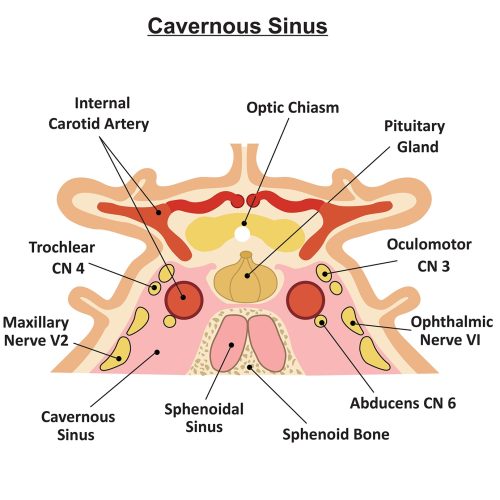 Cavernous-Sinus 3d anatomy