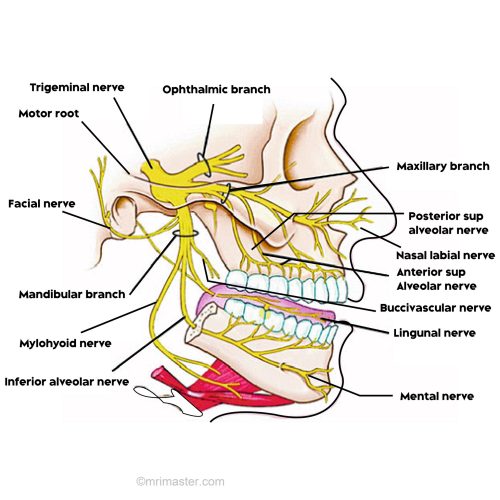 trigeminal nerve pathway